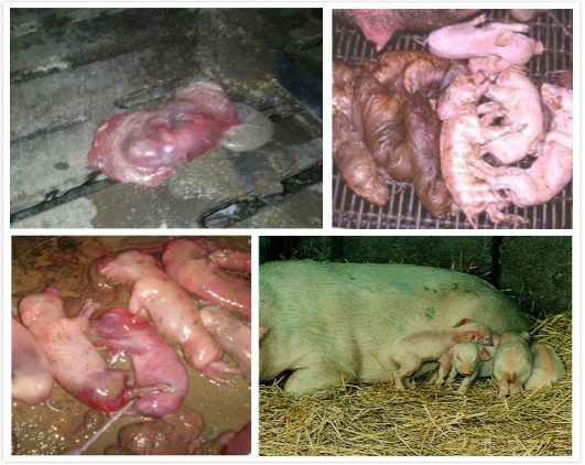 母猪20天流产图片图片